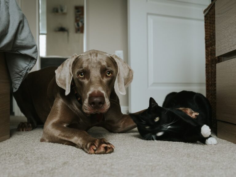 How to Build a Pet-Friendly Cleaning Routine