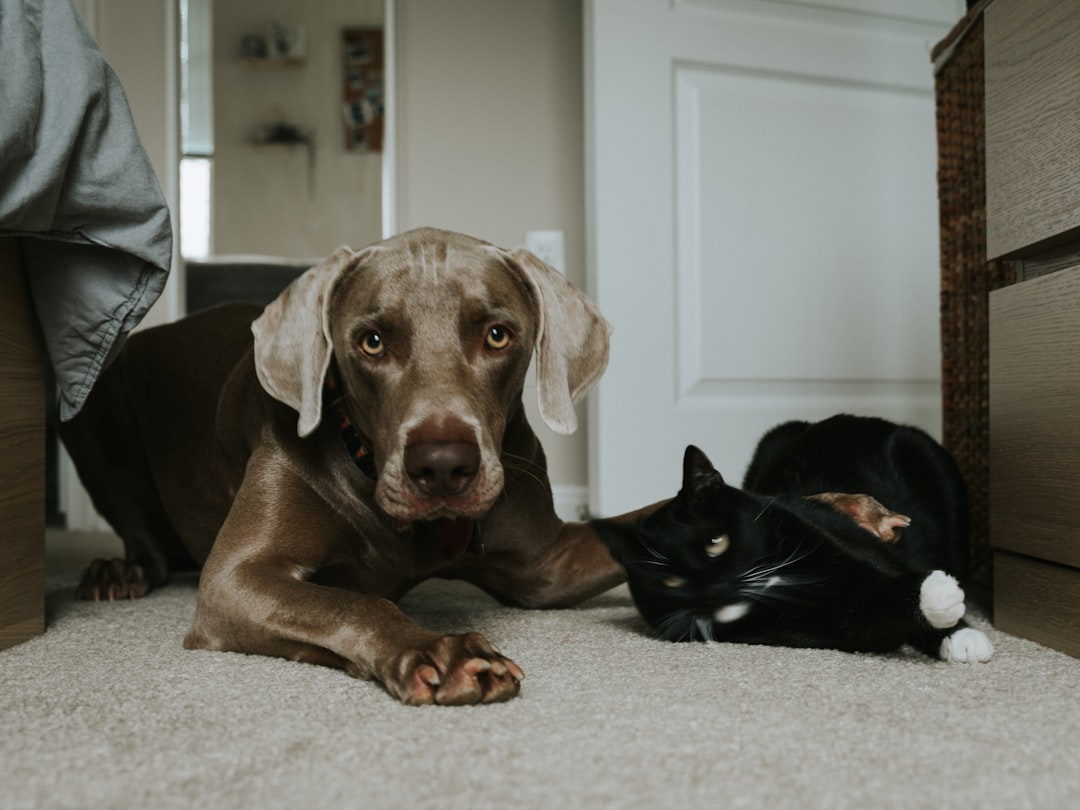 A cozy living room with a pet-friendly cleaning setup, featuring natural cleaning products and a happy dog lying on a clean rug.