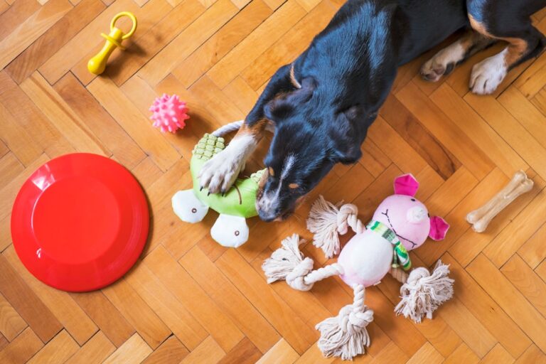 How to Choose Safe Toys for Your Pet