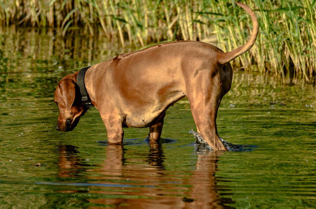 A dog resting in the shade with a water bowl during a sunny day.