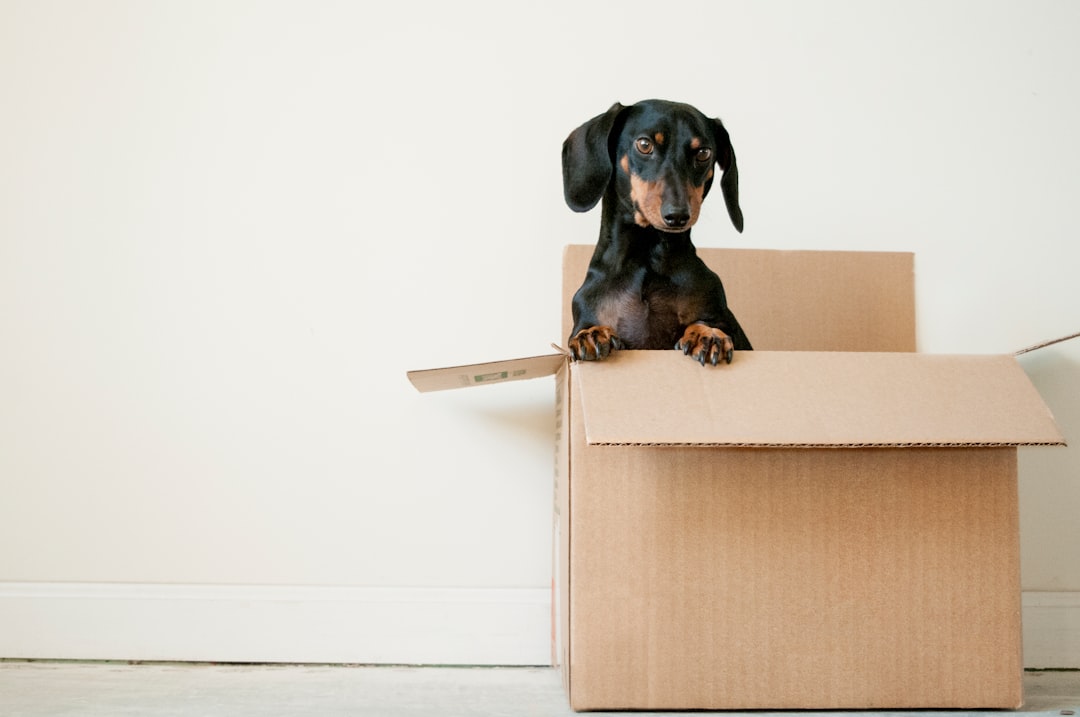 A cozy living room with pet supplies like a bed, toys, and food bowls, showcasing a welcoming environment for a new pet.