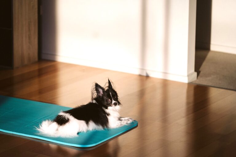 Indoor Exercise Ideas for Dogs and Cats