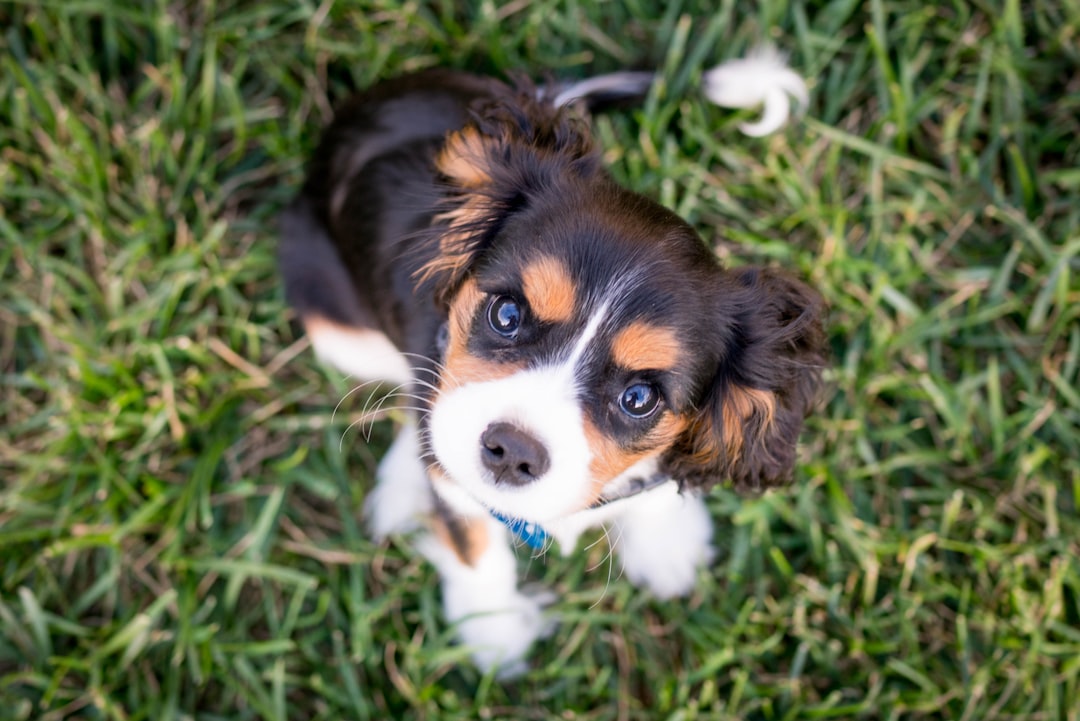 A dog sitting attentively, looking at its owner who is holding a treat, symbolizing positive reinforcement in training.