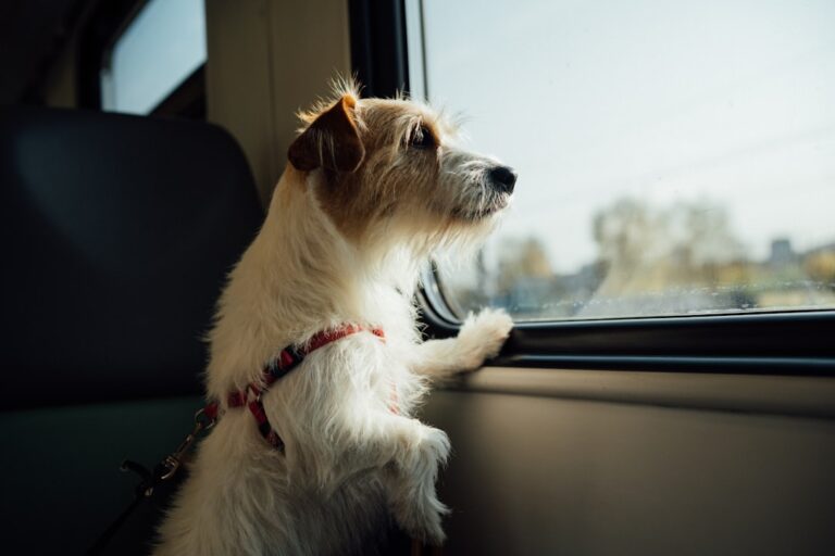 Travel Safety Tips for Dogs and Cats