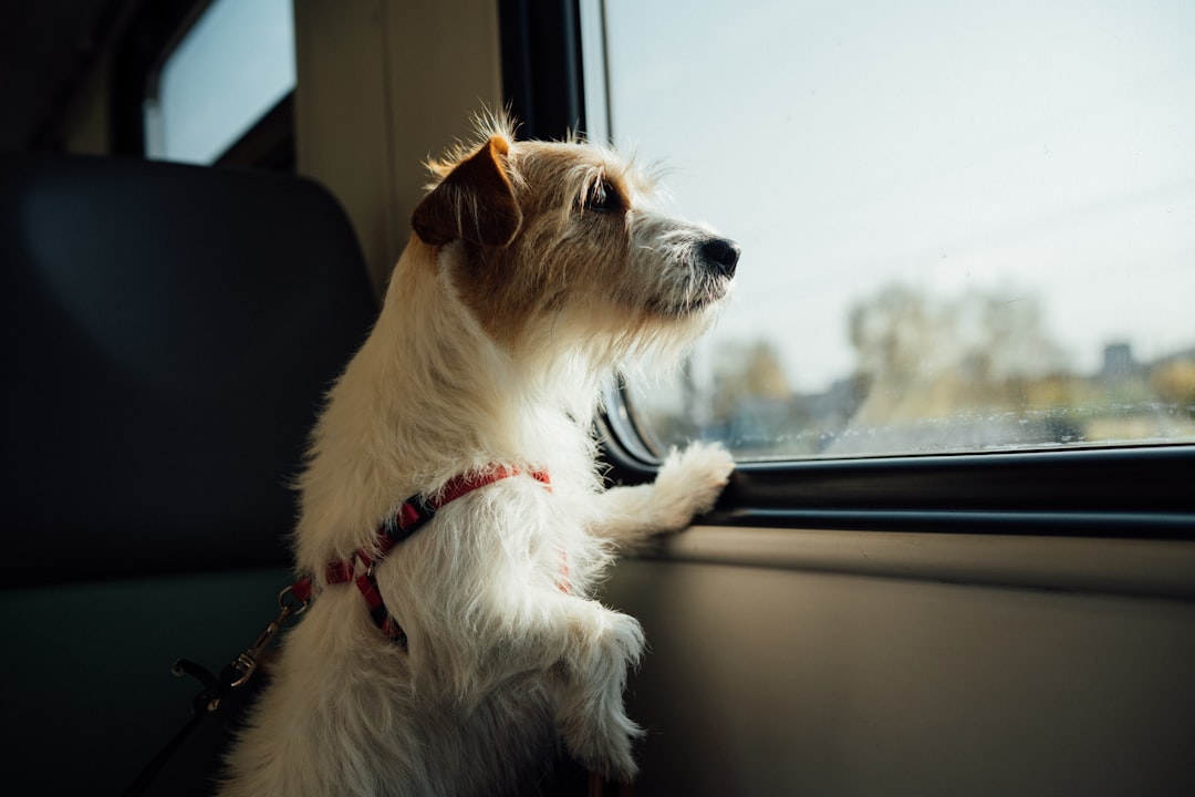 A dog and a cat sitting together in a car, both wearing safety harnesses, with luggage in the background.