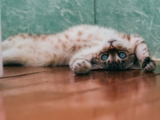 Best Ways to Keep Your Cat Entertained While Indoors