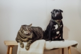 Cold Weather Care Tips for Cats and Dogs