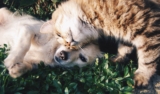 Common Pet Care Mistakes and How to Avoid Them