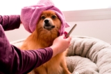 Daily Hygiene Tips for Cats and Dogs