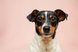 Dog Grooming Tips for a Cleaner and Healthier Coat