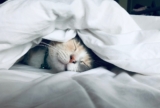Easy Ways to Improve Your Pet’s Sleep and Comfort