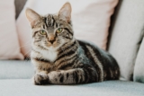 Essential Cat Care Tips Every New Pet Owner Should Know