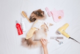 How to Build a Daily Routine for Your Cat or Dog