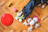 How to Choose Safe Toys for Your Pet