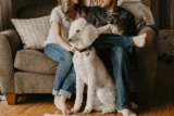 How to Create a Safe and Comfortable Home for Your Pet