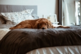 How to Help Your Dog Feel Calm at Home