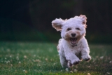 How to Keep Your Dog Happy and Healthy Every Day