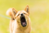 How to Keep Your Pet Calm During Loud Noises