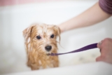 How to Make Bath Time Easier for Your Dog