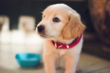 Puppy Care Guide for First-Time Dog Owners