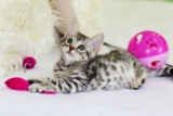 Signs Your Cat Needs More Mental Stimulation