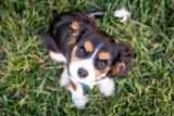 Simple Training Tips for Better Dog Behavior