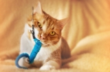 Simple Ways to Keep Your Cat Active Indoors