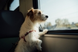 Travel Safety Tips for Dogs and Cats